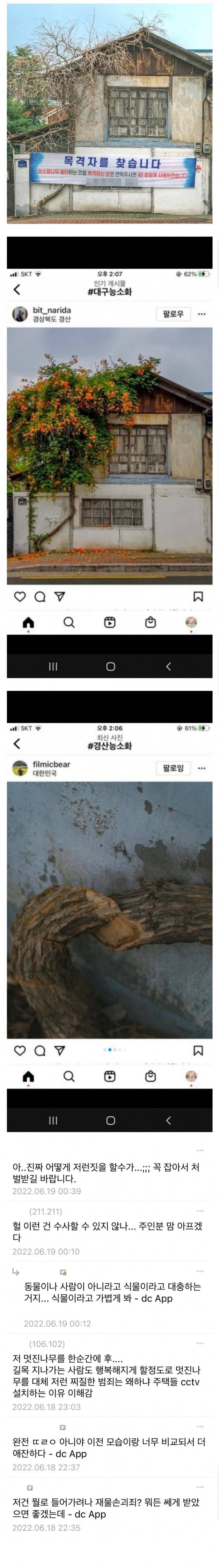 온순한 식물갤러들이 분노한 능소화나무 절단 사건 | 인스티즈