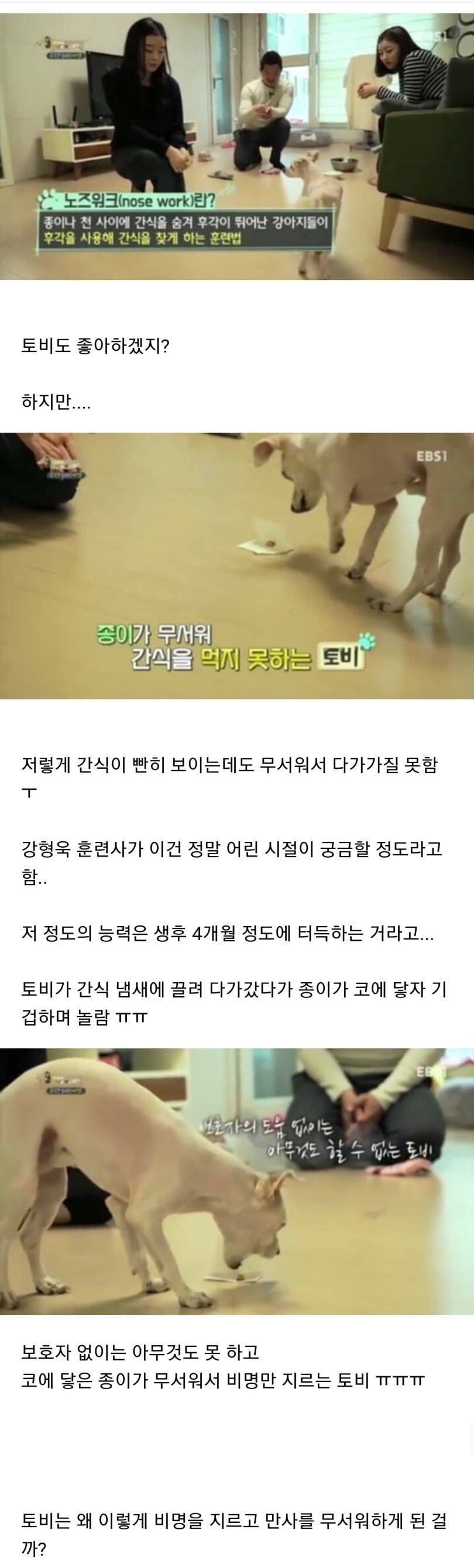 유기견이었던 강아지 토비가 바람만 불어도 비명을 지르는 충격적인 이유.jpg | 인스티즈