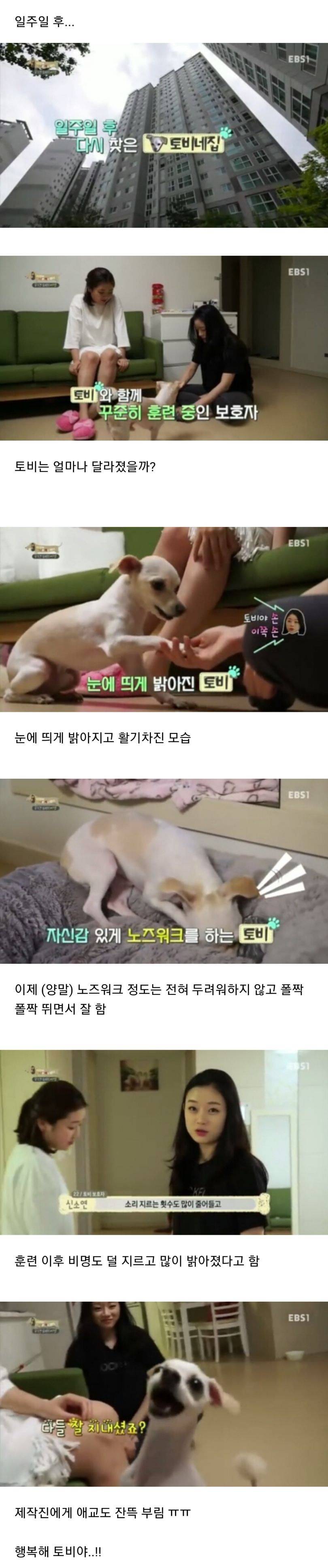 유기견이었던 강아지 토비가 바람만 불어도 비명을 지르는 충격적인 이유.jpg | 인스티즈