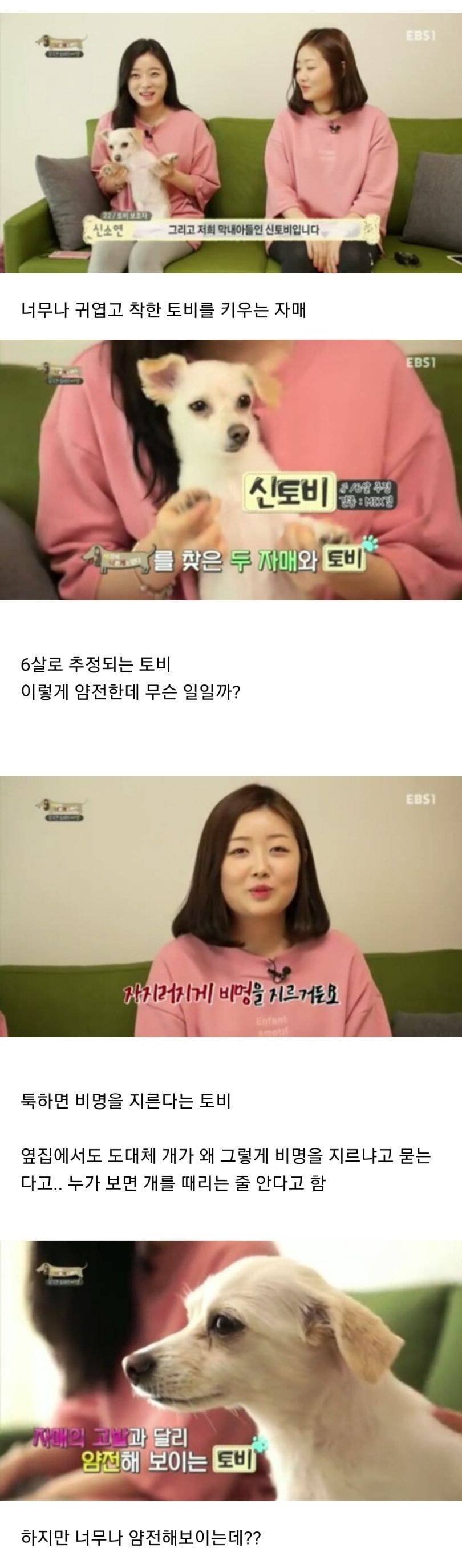 유기견이었던 강아지 토비가 바람만 불어도 비명을 지르는 충격적인 이유.jpg | 인스티즈