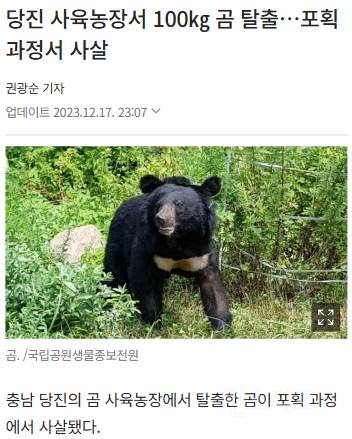 사랑받는 곰, 사살되는 곰 | 인스티즈