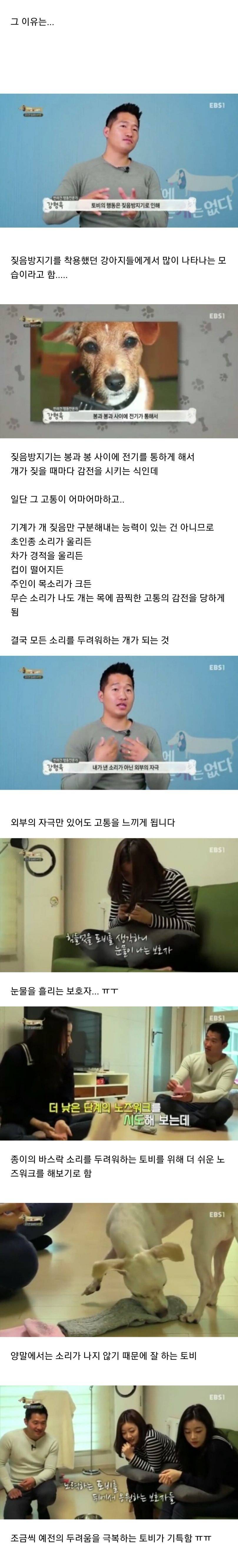 유기견이었던 강아지 토비가 바람만 불어도 비명을 지르는 충격적인 이유.jpg | 인스티즈