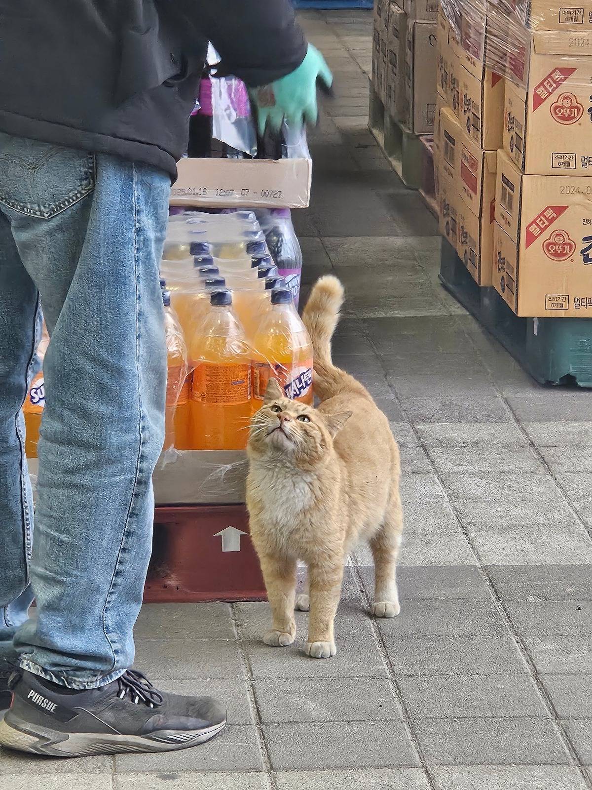 마트 직원분이랑 실갱이하는 고양이 봄26